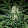 заказ семян конопли Москва Auto Blue Amnesia feminised заказ семян конопли Москва Auto Blue Amnesia feminised