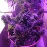 заказ семян конопли Спб Auto Blue Amnesia feminised заказ семян конопли Спб Auto Blue Amnesia feminised