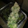 заказ семян конопли Москва Auto Blue Amnesia feminised заказ семян конопли Москва Auto Blue Amnesia feminised