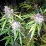 семена конопли для посадки купить Auto Blue Amnesia feminised семена конопли для посадки купить Auto Blue Amnesia feminised