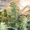 семена конопли сорта сатива Auto Blue Amnesia feminised семена конопли сорта сатива Auto Blue Amnesia feminised