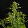 семена конопли медицинской Auto Blue Amnesia feminised семена конопли медицинской Auto Blue Amnesia feminised