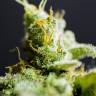 White Widow feminised Dinafem Seeds White Widow feminised Dinafem Seeds