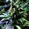 семена сортовой конопли Auto NYC Diesel feminised Barneys Farm