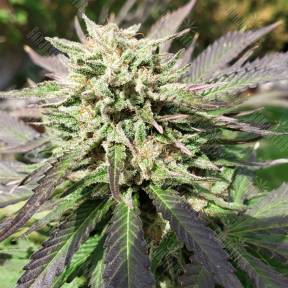 Cookies Haze feminised Kannabia Seeds