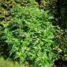 семена конопли в фирменной упаковке Venus Flytrap feminised Nirvana Seeds семена конопли в фирменной упаковке Venus Flytrap feminised Nirvana Seeds