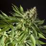 семена индийской конопли Tropimango feminised Philosopher Seeds