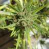 недорогие семена конопли Auto Killer Kush feminised GanjaLiveSeeds недорогие семена конопли Auto Killer Kush feminised GanjaLiveSeeds