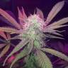 семена конопли недорого Auto Lemon Haze feminised семена конопли недорого Auto Lemon Haze feminised