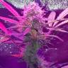 где можно заказать семена конопли Auto Lemon Haze feminised где можно заказать семена конопли Auto Lemon Haze feminised