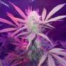семена конопли курьером Auto Lemon Haze feminised семена конопли курьером Auto Lemon Haze feminised
