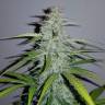 семена конопли Россия Auto Lemon Haze feminised семена конопли Россия Auto Lemon Haze feminised