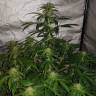 семена конопли для посадки купить Auto Lemon Haze feminised семена конопли для посадки купить Auto Lemon Haze feminised