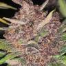 как купить семена конопли Auto Magnesia Haze feminised как купить семена конопли Auto Magnesia Haze feminised