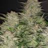 мощные семена конопли в доставкой по рф Auto Magnesia Haze feminised мощные семена конопли в доставкой по рф Auto Magnesia Haze feminised