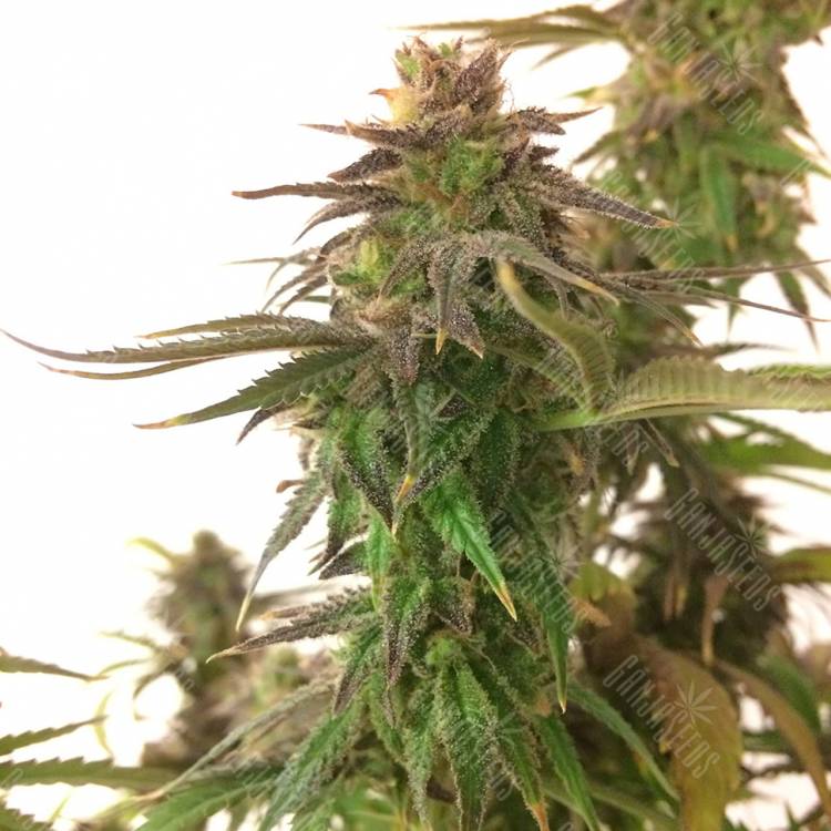 семена конопли Auto Magnesia Haze feminised семена конопли Auto Magnesia Haze feminised