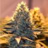 доставка семян конопли New York Diesel CBD feminised доставка семян конопли New York Diesel CBD feminised