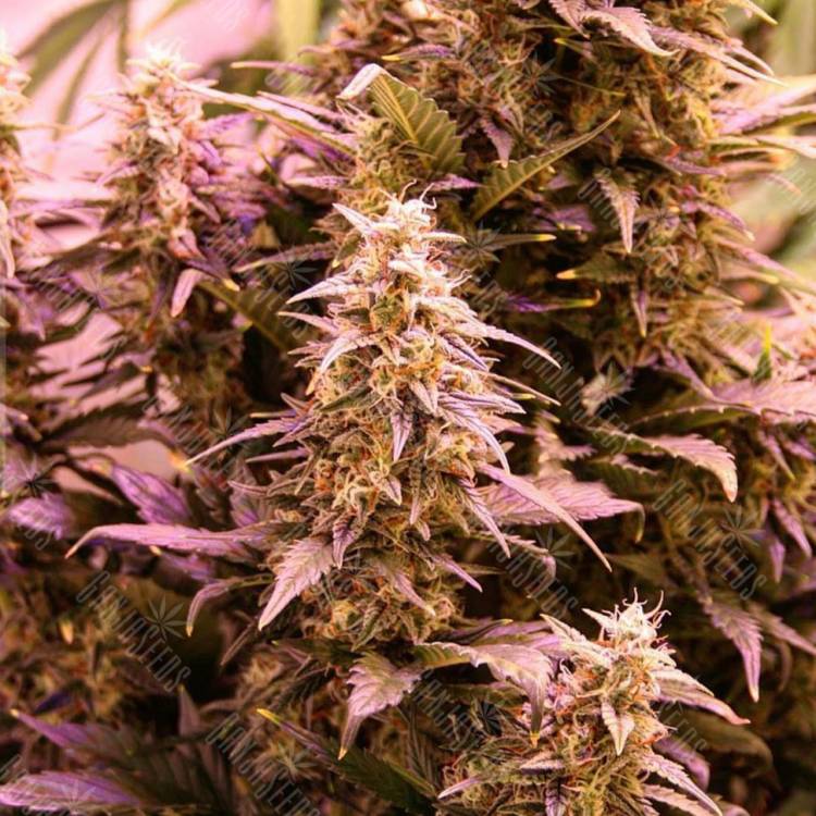 семена конопли медицинской CBD New York Diesel feminised семена конопли медицинской CBD New York Diesel feminised