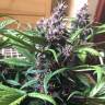 Auto Buddha Purple Kush feminised Buddha Seeds Auto Buddha Purple Kush feminised Buddha Seeds