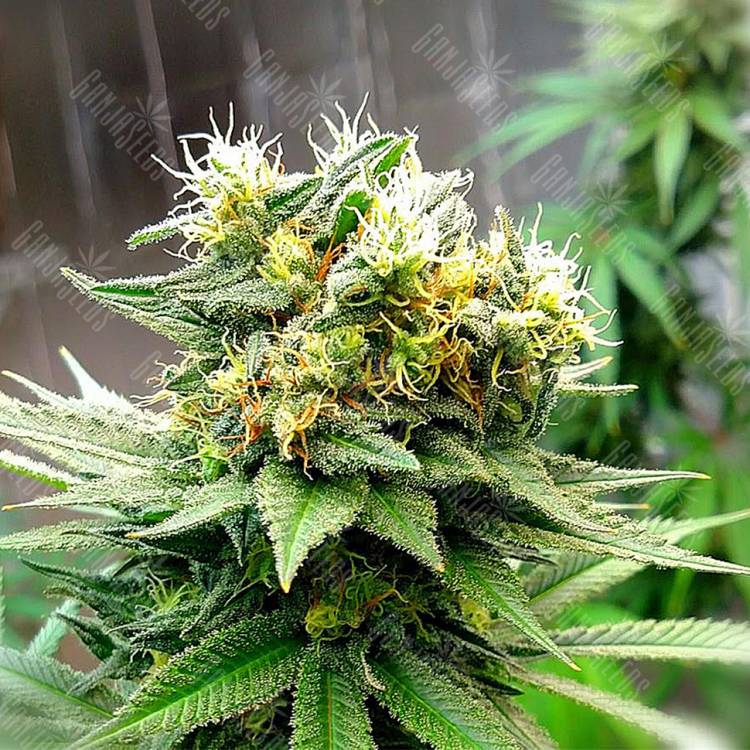 где можно заказать семена конопли Auto Turgai feminised Bang Seeds где можно заказать семена конопли Auto Turgai feminised Bang Seeds