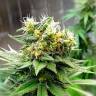 где можно заказать семена конопли Auto Turgai feminised Bang Seeds где можно заказать семена конопли Auto Turgai feminised Bang Seeds