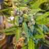 семена конопли наложенным платежом Purple Ryder regular Ganja Seeds