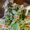 семена конопли почтой Purple Ryder regular Ganja Seeds