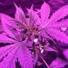 семена конопли недорого Auto Pineapple Express feminised Barneys Farm