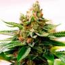 семена конопли Спб Skywalker feminised Dutch Passion Seeds