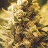семена конопли недорого Lemon Kush feminised Female Seeds семена конопли недорого Lemon Kush feminised Female Seeds