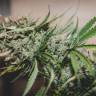 семена конопли Россия Lemon Kush feminised Female Seeds семена конопли Россия Lemon Kush feminised Female Seeds