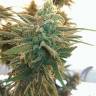 заказ семян конопли Спб Lemon Kush feminised Female Seeds заказ семян конопли Спб Lemon Kush feminised Female Seeds