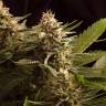 заказ семян конопли Спб Colombian Jack feminised Kannabia Seeds заказ семян конопли Спб Colombian Jack feminised Kannabia Seeds