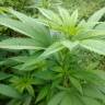 семена конопли Россия Colombian Jack feminised Kannabia Seeds семена конопли Россия Colombian Jack feminised Kannabia Seeds
