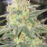 семена конопли интернет магазин Strawberry Banana feminised Reserva Privada