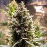 Качественные семена марихуаны Auto Chocolope feminised GanjaLiveSeeds Качественные семена марихуаны Auto Chocolope feminised GanjaLiveSeeds