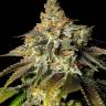 Amnesia Lemon feminised Ganja Seeds Amnesia Lemon feminised Ganja Seeds