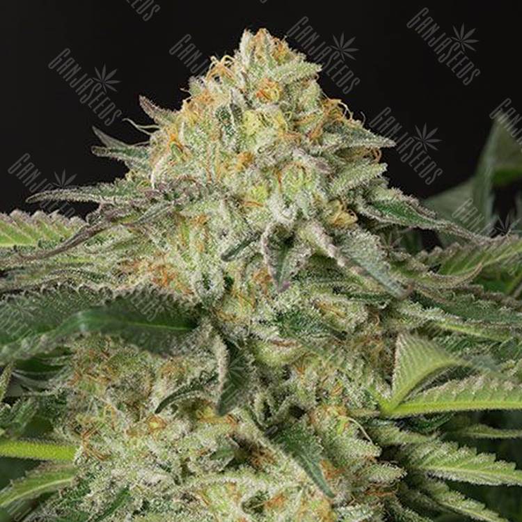 заказ семян конопли Amnesia Lemon feminised заказ семян конопли Amnesia Lemon feminised