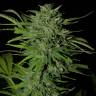 семена конопли для посадки купить Auto Ungurtas feminised Bang Seeds семена конопли для посадки купить Auto Ungurtas feminised Bang Seeds