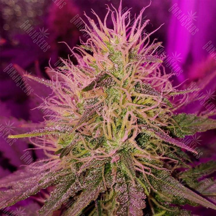 где заказать семена конопли Auto Purple Punch feminised Barneys Farm где заказать семена конопли Auto Purple Punch feminised Barneys Farm