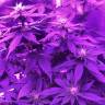 семена конопли в оригинальных упаковках White Rhino feminised Nirvana Seeds семена конопли в оригинальных упаковках White Rhino feminised Nirvana Seeds