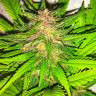 качественные семена конопли Skywalker Kush feminised Reserva Privada