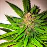 урожайные семена конопли Skywalker Kush feminised Reserva Privada