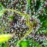 семена конопли в оригинальных упаковках Skywalker Kush feminised Reserva Privada