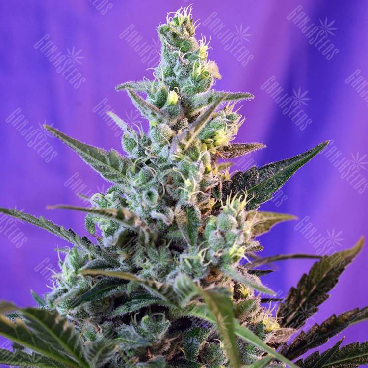 Семена марихуаны Auto Sweet Skunk feminised GanjaLiveSeeds Семена марихуаны Auto Sweet Skunk feminised GanjaLiveSeeds