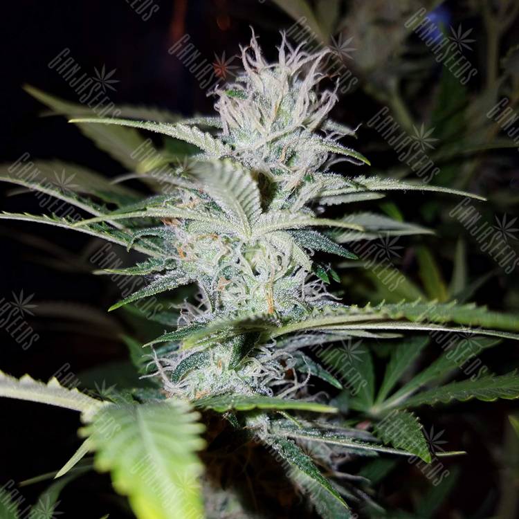 заказ семян конопли Спб Auto Pineapple feminised заказ семян конопли Спб Auto Pineapple feminised