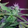 мощные семена конопли Auto Pineapple feminised мощные семена конопли Auto Pineapple feminised