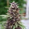 семена конопли для курения Auto Zaisan feminised Bang Seeds семена конопли для курения Auto Zaisan feminised Bang Seeds