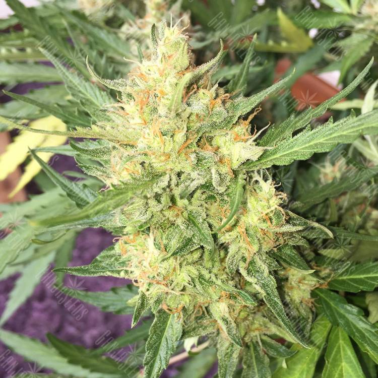 качественные семена конопли Auto Cheese regular качественные семена конопли Auto Cheese regular
