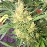 качественные семена конопли Auto Cheese regular качественные семена конопли Auto Cheese regular